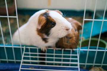 Two guinea pigs begging for food