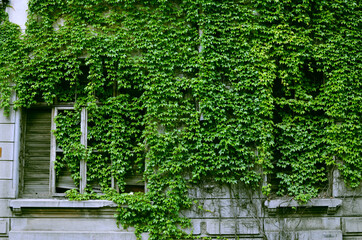 Vines on old abandoned building