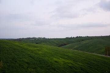 landscape with green grass and sky