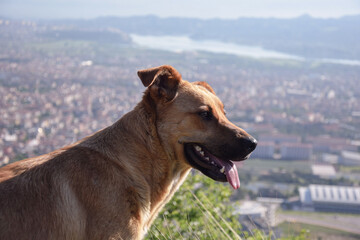 portrait of a dog, Denizli