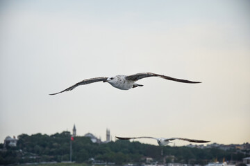 seagull flying over the sea