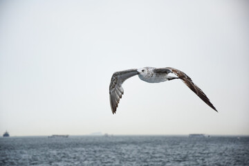seagull in flight