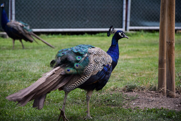 peacock in the park, Prague