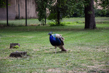 peacock in the park, Prauge