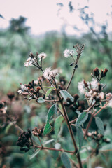 Gothic brownish and White Flowers