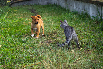 dog and cat