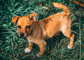 jack russell terrier puppy