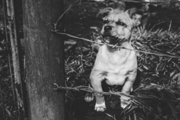black and white caged dog