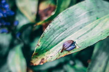 Seed on Leaf