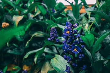 Purple Flower