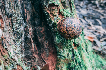 close up of a tree trunk with Mushroom