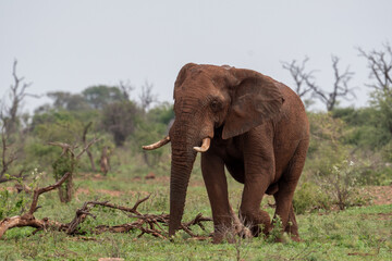 Obraz premium African elephant in Kruger National Park