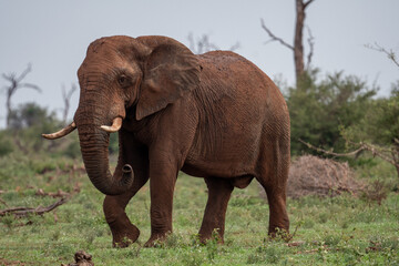 African elephant in Kruger National Park