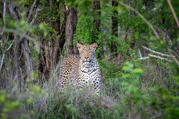 Portrait of leopard in Sabi Sand