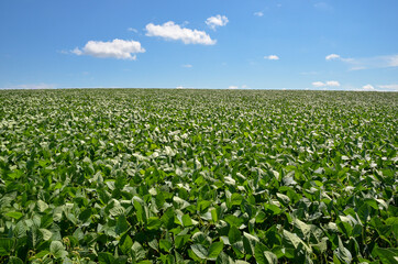 Fototapeta na wymiar Field of Soybeans with Blue Sky