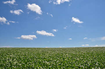 Field of Soybeans with Big Sky