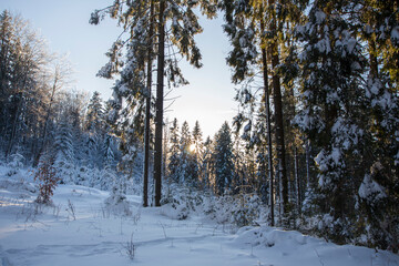 zimowe drzewo, drzewo zimą, zimowy klimat  - obrazy, fototapety, plakaty