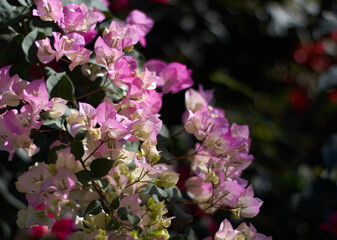 the bunch of pink bougainvillea flowers