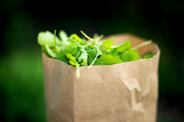 Closeup Of Arugula Leaves On Garden.