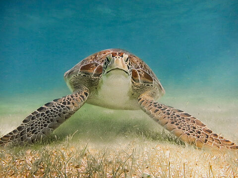sea turtle at the bottom of the sea captured from the front