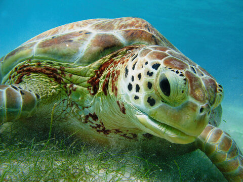 sea turtle at the bottom of the sea captured in the foreground