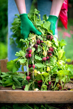 Woman harvests radish from her garden