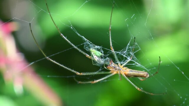 Shadow Stretch-spider, long-jawed orb weaver eats prey on a web. His Latin name is Tetragnatha montana