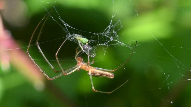 Shadow Stretch-spider, long-jawed orb weaver eats prey on a web. His Latin name is Tetragnatha montana