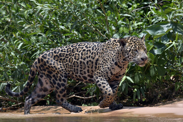 Jaguar walking along the sandy river bank. Panthera onca. Natural habitat.   Brazil
