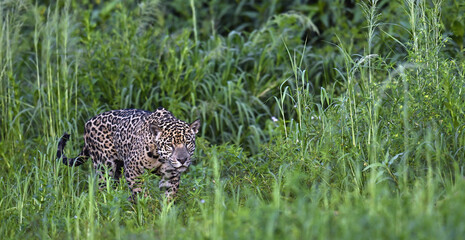 Crouching Jaguar is hiding in the green thickets of grass. Green natural background . Panthera onca. Natural habitat.  Brazil.
