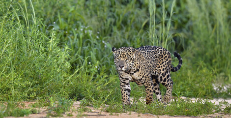 Jaguar walking along the sandy river bank. Panthera onca. Natural habitat.   Brazil