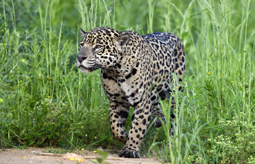 Crouching Jaguar is hiding in the green thickets of grass. Green natural background . Panthera onca. Natural habitat.  Brazil.