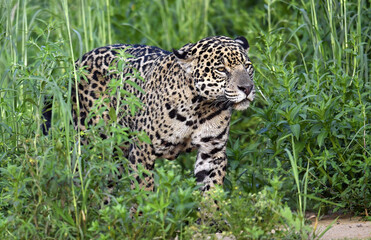 Crouching Jaguar is hiding in the green thickets of grass. Green natural background . Panthera onca. Natural habitat.  Brazil.