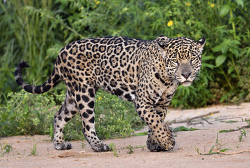 Jaguar walking along the sandy river bank. Panthera onca. Natural habitat.   Brazil