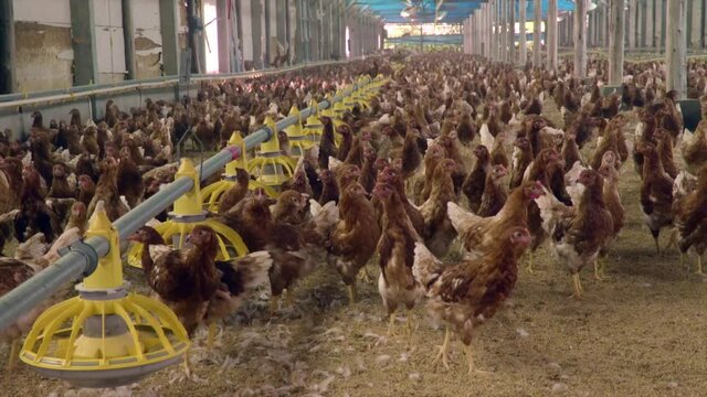 Chickens roaming around in barn awaiting their fate