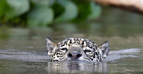 Obraz premium Swimming Jaguar in the river. Front view. Panthera onca. Natural habitat. Cuiaba river, Brazil