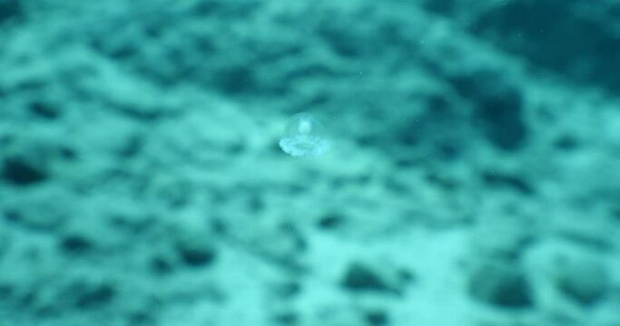Turritopsis nutricula Turritopsis dohrnii Oceania O. armata immortal underwater closing jellyfish ocean scenery