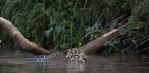 Swimming Jaguar in the river.   Panthera onca. Natural habitat. Cuiaba river, Brazil