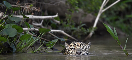 Swimming Jaguar in the river.  Front view. Panthera onca. Natural habitat. Cuiaba river, Brazil
