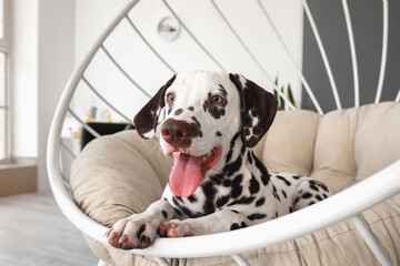 Funny Dalmatian dog lying in armchair at home, closeup
