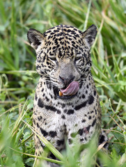 Sitting jaguar. Front view, green natural background . Panthera onca. Natural habitat. Cuiaba River, Brazil.