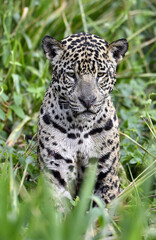 Sitting jaguar. Front view, green natural background . Panthera onca. Natural habitat. Cuiaba River, Brazil.