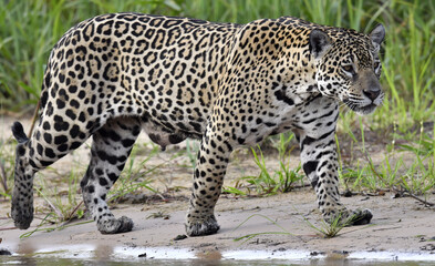 Jaguar walking along the sandy river bank. Panthera onca. Natural habitat.   Brazil - obrazy, fototapety, plakaty