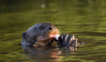 Fototapeta premium Giant otter swimming in the water in sunset light. Giant River Otter, Pteronura brasiliensis. Natural habitat. Brazil
