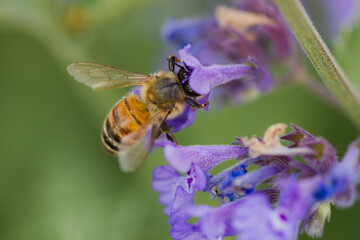 bee on lavender enjoying the work