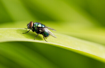 Fly on leaf resting
