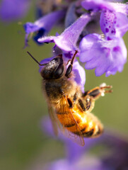 bee sucking a flower