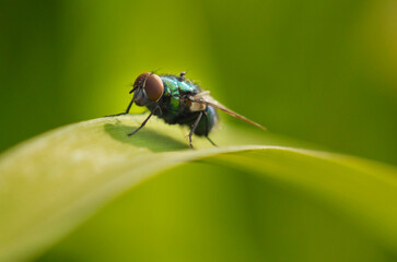 fly on leaf