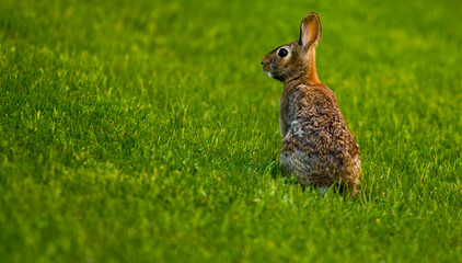 squirrel on the grass