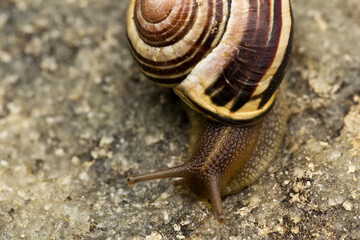 snail on a leaf